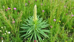 découvrez le plantain lancéolé, une plante médicinale aux multiples bienfaits. dans cet article, nous explorons ses propriétés, ses usages traditionnels et les avantages pour votre santé. apprenez comment intégrer cette herbe naturelle dans votre quotidien et profitez de ses vertus.